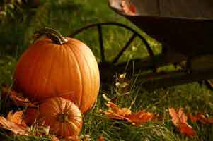 Delicious Homemade Pumpkin Crunch!
