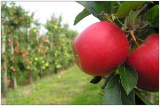 apples on tree