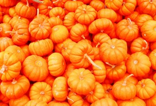 mini pumpkins