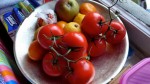 tomatoes 2