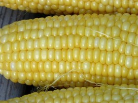 Freezer Corn