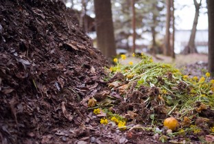 compost pile