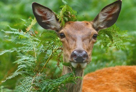 deer