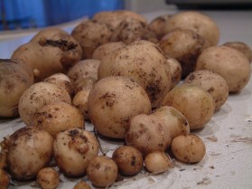 potatoes