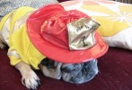 dog in costume