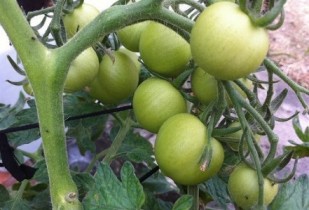 green-tomatoes green tomatoes on the vine
