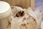 cat in TP