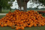 pumpkins