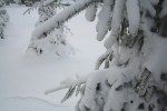snow on tree