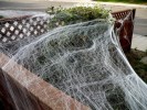 spider web