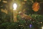 Christmas Greenery