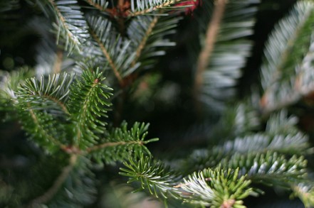 fresh christmas tree care living on a dime fresh christmas tree care living on a dime