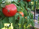Bigger Tomatoes