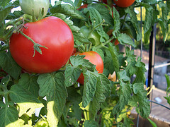 bigger-tomatos Bigger Tomatoes