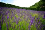 lavender-garden