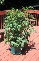 tomato-plants-sun Plan to start your garden - Tomato plants like sun.