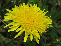dandelion