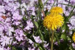 dandelion2