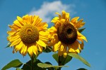 sunflowers