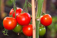 garden-tomatoes Cherry tomatoes - garden harvest