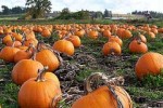 Pumpkins in a field - homemade pumpkin pie