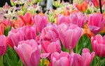 colorful flowers