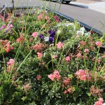 flower-deal_4547