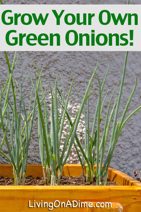 Plant And Grow Green Onions To Use In The House