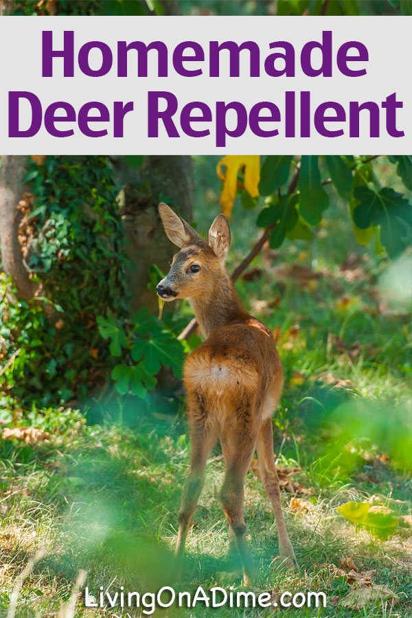Homemade Deer Repellant Recipe