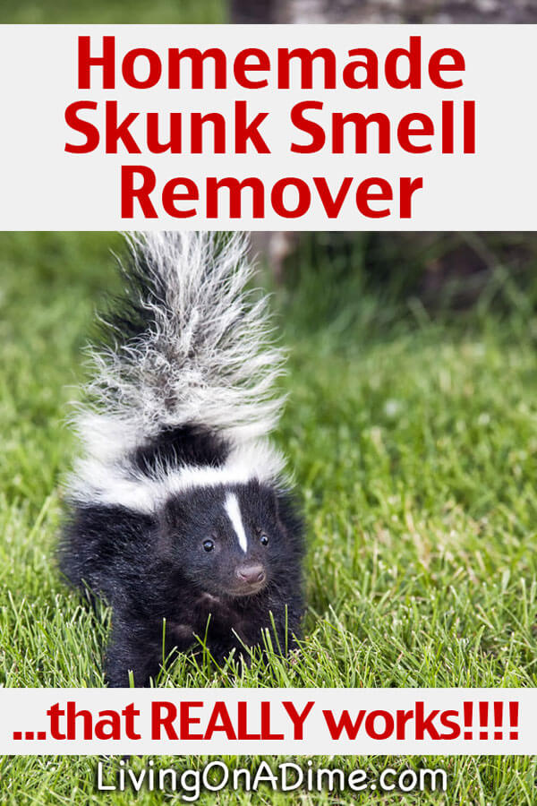 how to get rid of skunk odor in the house