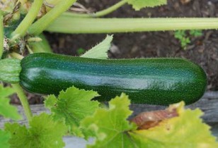 zucchini Fresh Zucchini - Using Zucchini Leftovers