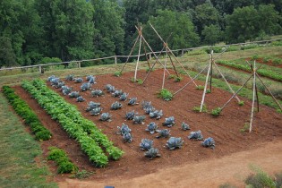 vegtable garden first time gardeners - starting seeds