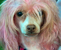 dog-bad-hair-day