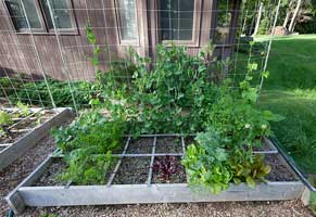 garden staking plants - pole and string garden trellis