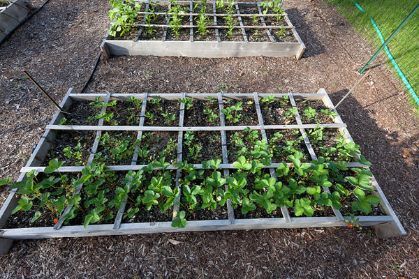 square-foot-garden-2 Grow your own vegetables in a square foot garden