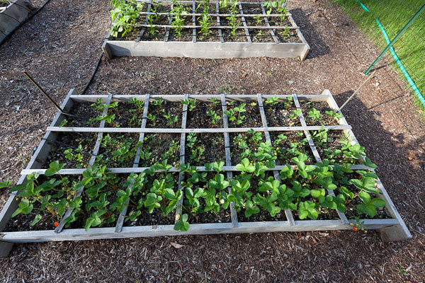 Grow your own vegetables in a square foot garden