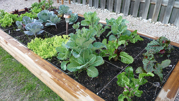 square-foot-garden how to start a garden