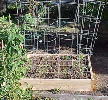 how to start a garden - staking and tomato cages