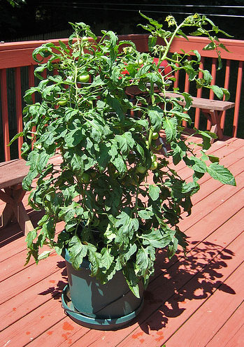 Plan to start your garden - Tomato plants like sun.