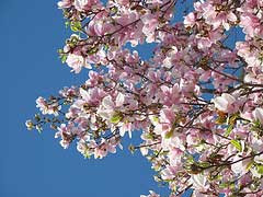 sunny-spring-morning