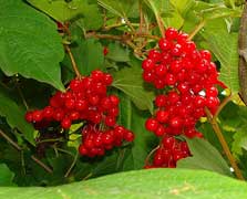 high-bush-cranberry White Chocolate And Cranberry Splash