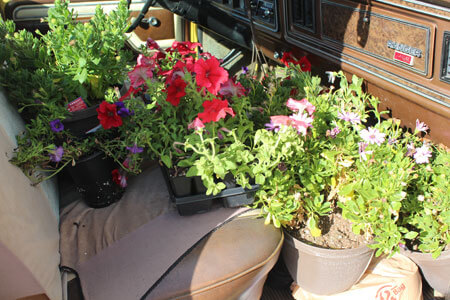 flower-deal_4546