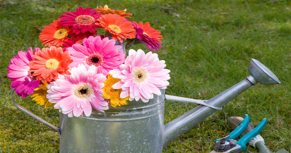 10 Garden Tips For The Best Garden EVER