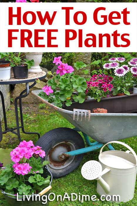 Gardening is a fun and relaxing hobby that can easily be inexpensive. Here are some easy ways to get free plants and seeds for your garden!