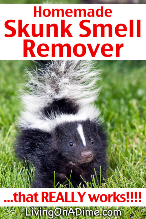 This homemade skunk smell remover is an easy recipe to make to remove skunk odor and it really works! It uses common ingredients all of us have on hand!