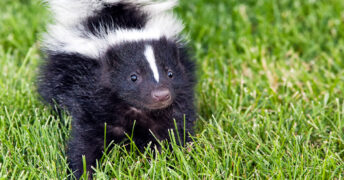 This homemade skunk smell remover is an easy recipe to make to remove skunk odor and it really works! It uses common ingredients all of us have on hand!