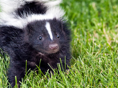 This homemade skunk smell remover is an easy recipe to make to remove skunk odor and it really works! It uses common ingredients all of us have on hand!