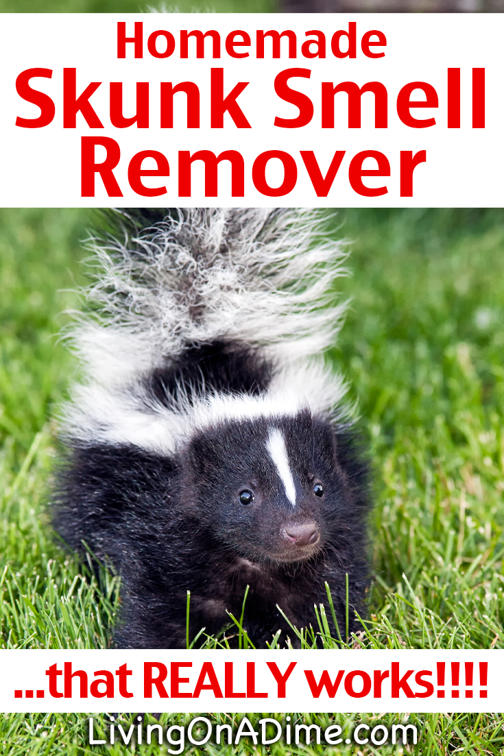 Homemade Skunk Smell Remover...that REALLY works!!!!