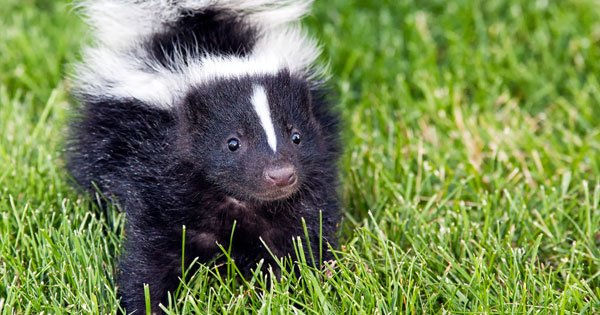 commercial skunk odor remover