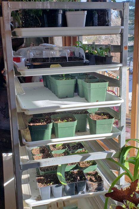 When I'm starting seeds indoors, I like to put them in containers and then stage them on a bread rack by the window, where they can get plenty of sun.